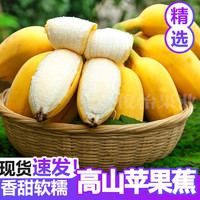 俊怡 广西苹果蕉9斤5斤甜粉蕉应季新鲜水果西贡蕉香蕉非福建芭蕉俊怡T