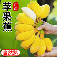 广西苹果蕉香蕉粉蕉香甜软糯自然成熟5斤新鲜水果产地发芭蕉星域D