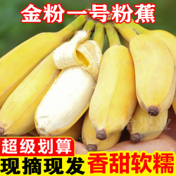 俊怡 广西金粉一号粉蕉产地直发9斤5斤香甜软糯非苹果蕉西贡蕉新鲜水果