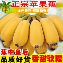 俊怡 正宗苹果小胖蕉新鲜水果广西苹果香蕉软糯香甜1-9斤应季水果
