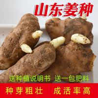 愉尚 山东大姜生姜老姜农产品黄姜正宗山东大姜