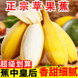 俊怡 广西苹果蕉产地直发5/9斤当季新鲜水果甜香蕉粉蕉批发