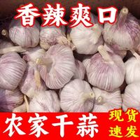 干蒜河南大蒜头白紫皮新鲜干蒜农家土蒜优质农产品产地直发批发