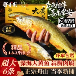 鲜喜利 舟山大黄鱼礼盒装深海小黄花鱼鲜活冷冻生鲜海鲜海鱼新鲜水产商用