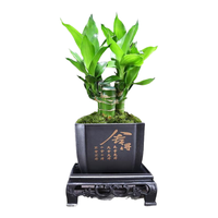 幼薇 富贵竹 丛林+四方舍得PVC盆+方形底盘 带盆栽好