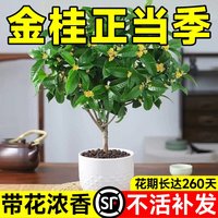加庭 金桂桂花树苗 浓香型 盆栽