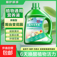京喜 营养液植物通用型花肥发财树富贵竹绿萝水培盆栽家用花卉养花肥料 500毫升一瓶