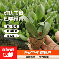 京喜 迩英阁大叶玉树老桩盆栽多肉植物四季好养绿植净 玉树1年小苗 原土（不含盆）15-25CM不等