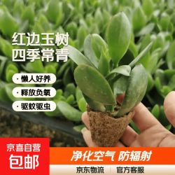 京喜 迩英阁大叶玉树老桩盆栽多肉植物四季好养绿植净 玉树1年小苗 原土（不含盆）15-25CM不等