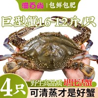 滋百尚 野生巨型梭子蟹 1.2-1.6斤/只 冷冻海鲜