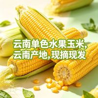 【带箱9斤】云南露天种植黄脆水果玉米云南新鲜现摘新鲜水果玉米