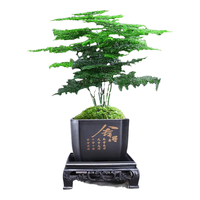幼薇 文竹盆栽 文竹+四方舍得PVC盆+方形底盘