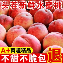 喜多鲜 正宗水蜜桃新鲜桃子脆甜毛桃整箱脆桃现摘应季孕妇水果