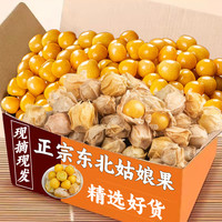 馋鲜园 姑娘果特产水果新鲜当季整箱灯笼果黄菇娘洋姑娘果大果甜菇凉包邮