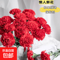 康乃馨鲜切花基地直发云南鲜花教师节送老师送长辈花店插花plus 红色康乃馨10枝