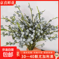 尤加利果鲜切花干花鲜花北欧风客厅玄关软装插花配材plus 尤加利果