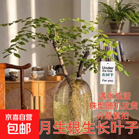 小叶女贞鲜切枝老桩造型水培绿植 小叶女贞鲜切枝（40-60cm高粗0.5cm左右）