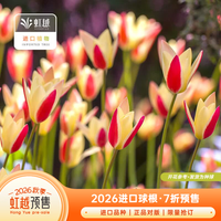 虹越 2026新品种球庭院阳台盆栽种植球根花卉 演员（球周长6-8cm）