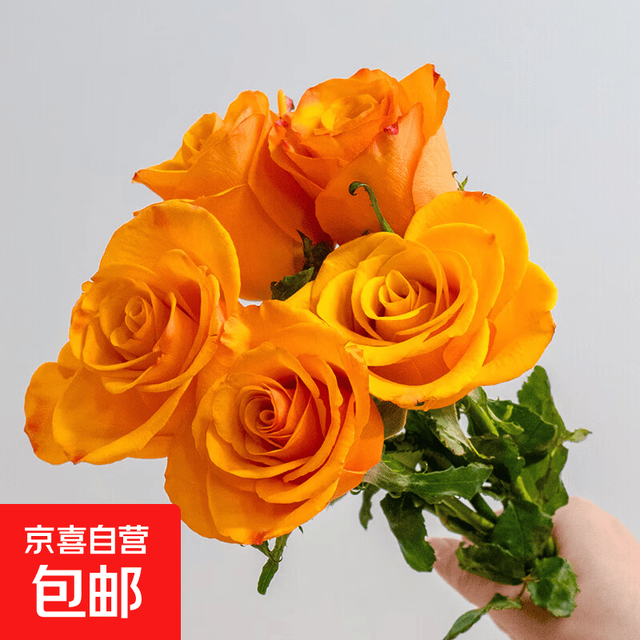 京喜 云南鲜花随机色玫瑰鲜切玫瑰花鲜花源头基地直发 随机玫瑰5枝