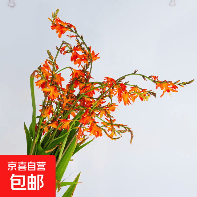 京喜 云南鲜花随机色玫瑰鲜切玫瑰花鲜花源头基地直发 火焰兰1扎