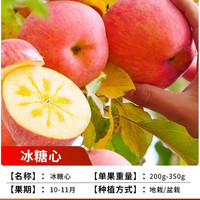 绚懿 特大红富士苹果树果苗冰糖心苹果嫁接苗盆栽地栽种植庭院果树大树