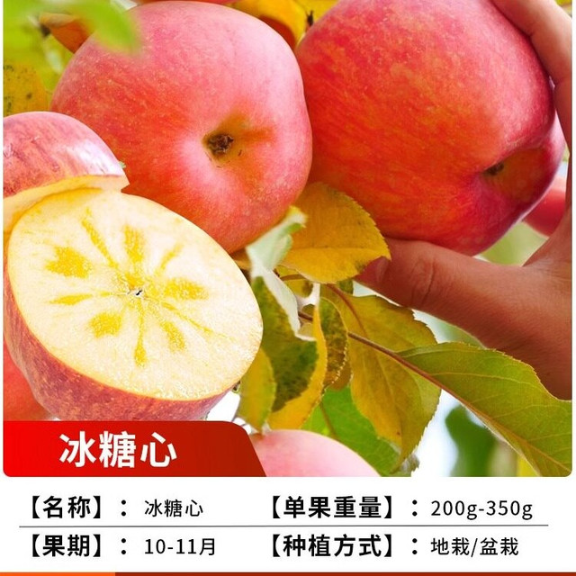 绚懿 特大红富士苹果树果苗冰糖心苹果嫁接苗盆栽地栽种植庭院果树大树
