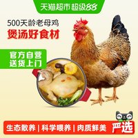 移动端、88VIP:温氏 老母鸡1.2kg慢养500天龄土鸡走地鸡2件起购