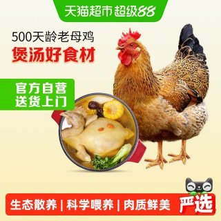 移动端、88VIP：温氏 老母鸡1.2kg慢养500天龄土鸡走地鸡2件起购