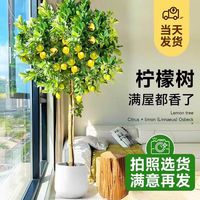 花财主 大型盆栽绿植 柠檬树鸭脚木发财树天堂鸟绿植室内客厅大盆栽 S级香水柠檬1.5-1.7米 含盆