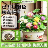 京东绿植 碗莲种子莲花荷花种子鱼缸池塘水培绿植已开口50粒含盆 源头直发