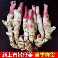 山东嫩姜仔姜净重5.2斤/3斤生姜嫩姜红芽姜做泡糖醋姜时应季蔬菜