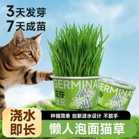 移动端：哈仔懒人泡面猫草水培杯盆栽猫咪天然化毛草自种猫草助排毛猫零食