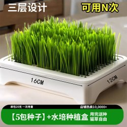 伊嘉宠 无土水培猫草盆栽去化毛球懒人种植猫草种子育苗盘化毛草猫咪零食