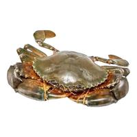 半蓝岛台山鲜活青蟹 膏蟹肉蟹腌仔蟹 多规格可选 5-6两台山肉蟹 250g