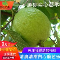 移动端：五岭之南 广西现摘芭乐当季番石榴水果批发5斤热带水果清脆清甜3斤