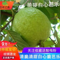 五岭之南 广西现摘芭乐当季番石榴水果批发5斤热带水果清脆清甜3斤