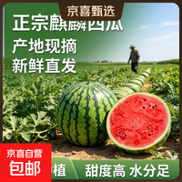 京喜 正宗新鲜美都麒麟西瓜甜美皮应季脆甜多汁源头直发新鲜现摘包邮 净重6-7斤