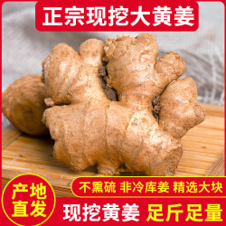 言片光 新鲜现挖大黄姜云南生姜老姜生鲜蔬菜 5斤