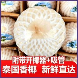 泰国香水椰青大果当即新鲜现摘现发香水椰子椰汁孕妇
