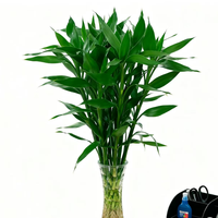 京东鲜花 富贵竹 20枝水培植物文昌竹源头直发