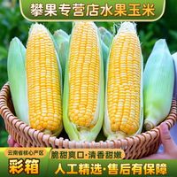 百亿补贴：攀觅 彩箱云南黄金水果玉米 4.8/8.8斤可选