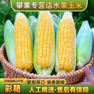 百亿补贴：攀觅 彩箱云南黄金水果玉米 4.8/8.8斤可选