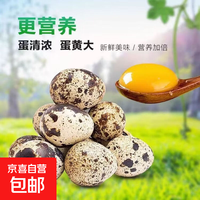 京东生鲜 生鲜鹌鹑蛋孕妇宝宝营养辅食鹑鸟蛋鲜鹌鹑蛋整箱商用批发 50枚