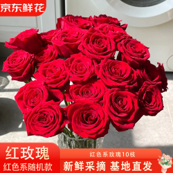 京东鲜花 红玫瑰随机单头玫瑰10枝情侣送礼生日鲜花送女友冷链包邮源头直发
