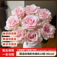 京东鲜花 玫瑰花粉色随机10枝长度40cm送闺蜜家庭瓶插水养山东基地源头直发