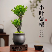 临雅 小叶紫檀盆景 黑骨茶老桩+盆+小沙弥