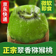 肴池 即食徐香猕猴桃净重5斤
