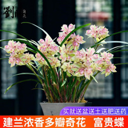 劉閣蘭花 兰花苗世界上超香四季兰帝王妃 金边矮种夏带浓香花苞花卉盆栽 富贵蝶3苗连体，配盆土肥 富贵蝶3苗连体带花苞，配盆土肥