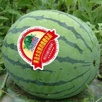 商超品质无籽麒麟西瓜 安徽砀山精品爆汁西瓜 净重6-7斤一个装