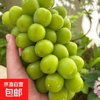 京喜加 正宗大凉山阳光玫瑰葡萄生鲜水果时令晴王葡萄香甜香印提子新鲜 带箱2斤单果10g以上 玫瑰青提
